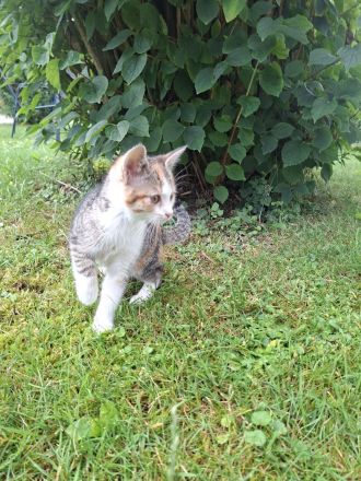 Babykatze