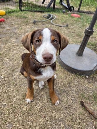 Appenzeller Sennenhund Welpe Rüde