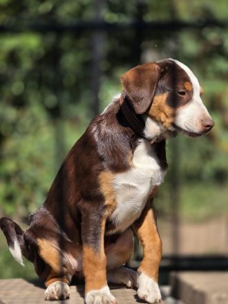 Appenzeller Sennenhund Welpe Rüde