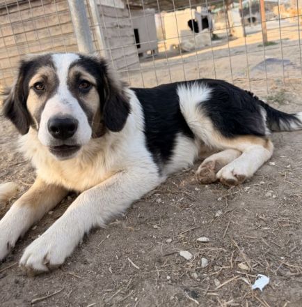 Rhydan, geb. ca. 09/2025, lebt in GRIECHENLAND, im städtischen Tierheim Serres