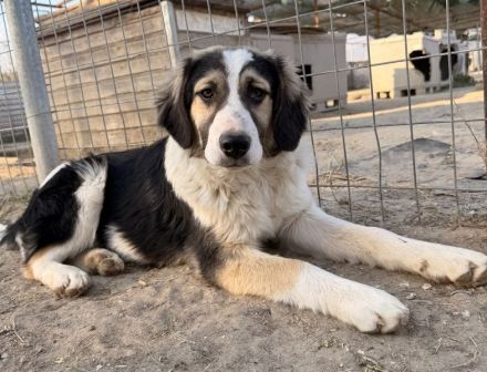 Rhydan, geb. ca. 09/2025, lebt in GRIECHENLAND, im städtischen Tierheim Serres