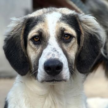 Rhydan, geb. ca. 09/2025, lebt in GRIECHENLAND, im städtischen Tierheim Serres
