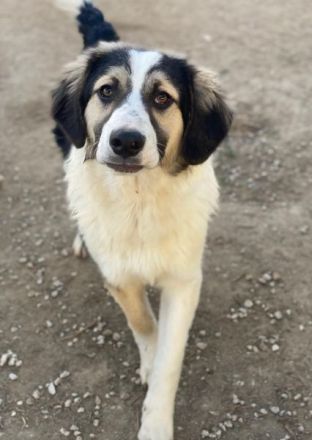 Rhydan, geb. ca. 09/2025, lebt in GRIECHENLAND, im städtischen Tierheim Serres