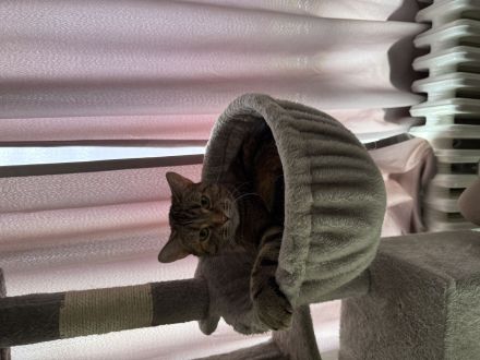 2 liebevolle Katzen zu verkaufen