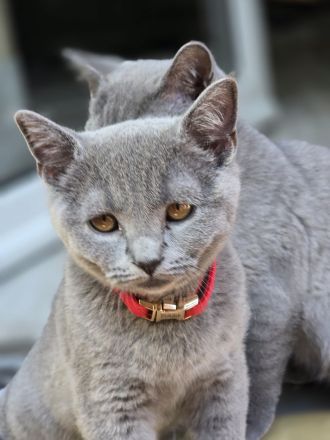 Reinrassige bkh kitten kurzhaar