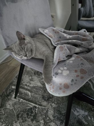Reinrassige bkh kitten kurzhaar