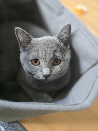 Reinrassige bkh kitten kurzhaar