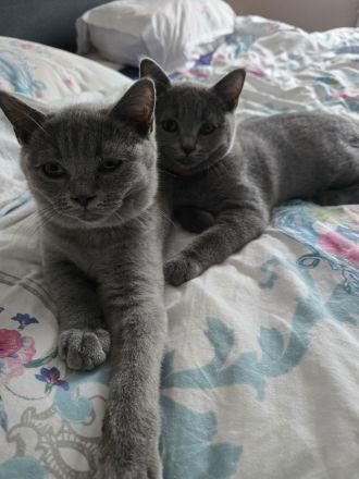 Reinrassige bkh kitten kurzhaar