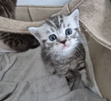 BKH Mix Kitten