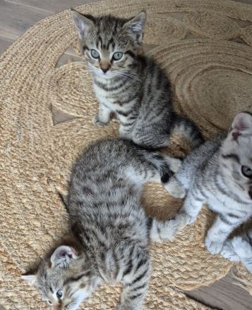 BKH Mix Kitten