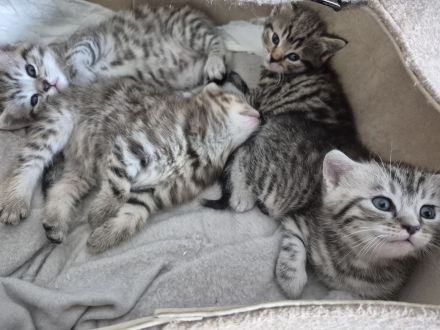 BKH Mix Kitten