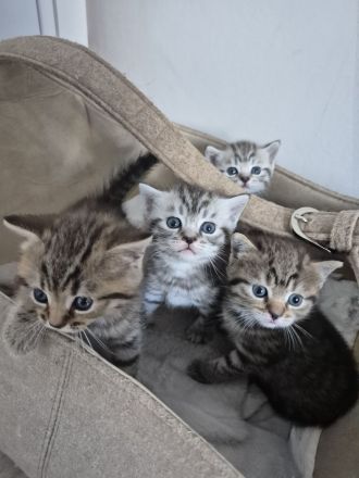 BKH Mix Kitten