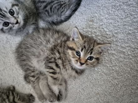 BKH Mix Kitten