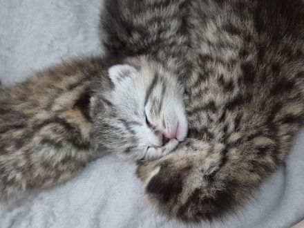 BKH Mix Kitten