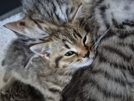 BKH Mix Kitten