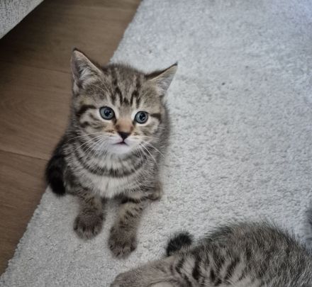BKH Mix Kitten