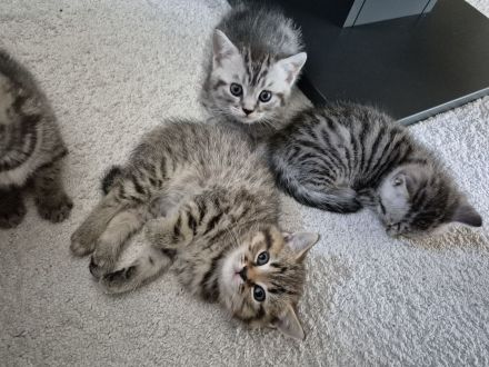 BKH Mix Kitten