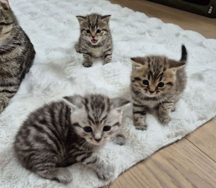 BKH Mix Kitten