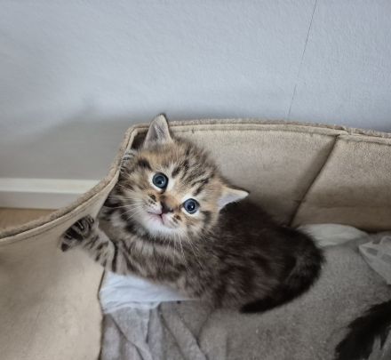 BKH Mix Kitten