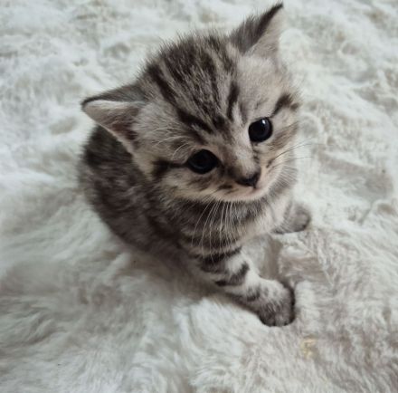 BKH Mix Kitten