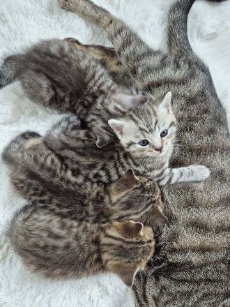 BKH Mix Kitten