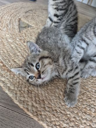 BKH Mix Kitten