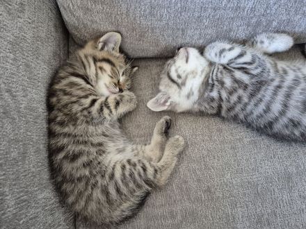 BKH Mix Kitten