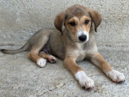 Louis , geb. ca. 04/2026, lebt in GRIECHENLAND, im städt. Tierheim Serres