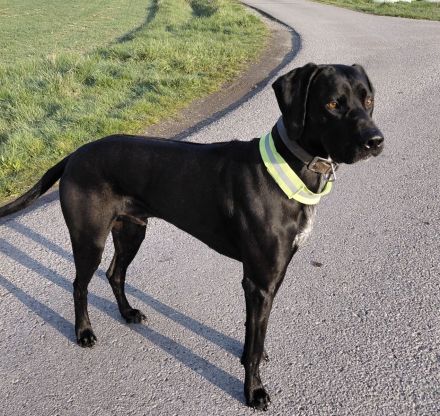 Labrador Mischlingswelpen