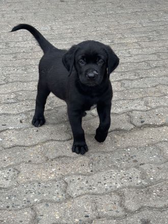 Labrador Mischlingswelpen