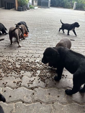 Labrador Mischlingswelpen