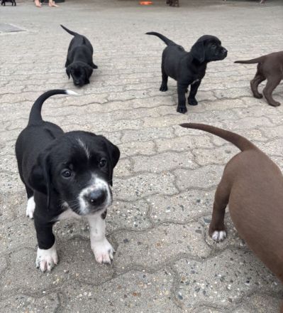 Labrador Mischlingswelpen