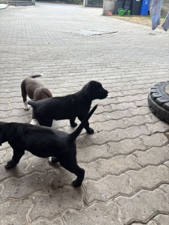 Labrador Mischlingswelpen