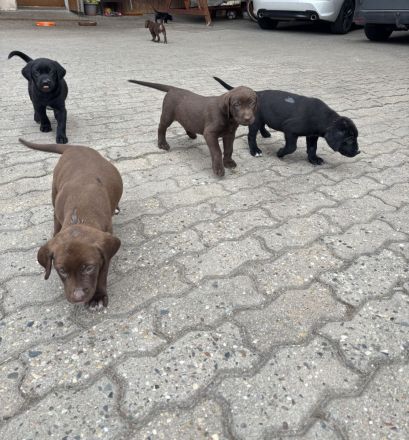 Labrador Mischlingswelpen