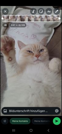 Gut erzogenes Katzenpaar nur an Familie mit Garten