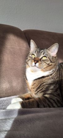 Gut erzogenes Katzenpaar nur an Familie mit Garten