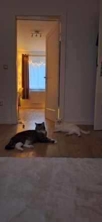 Gut erzogenes Katzenpaar nur an Familie mit Garten