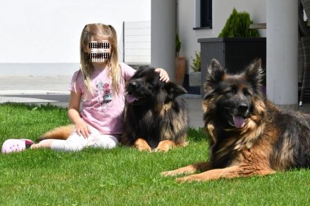 Altdeutscher Schäferhund Deckrüde