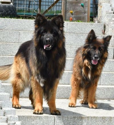 Altdeutscher Schäferhund Deckrüde