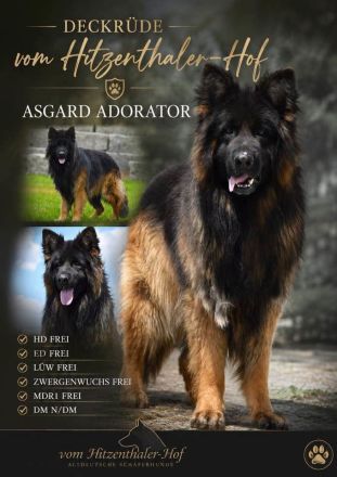 Altdeutscher Schäferhund Deckrüde