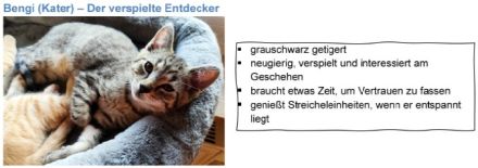 5 Samtpfoten suchen ein „Für-immer-Zuhause“