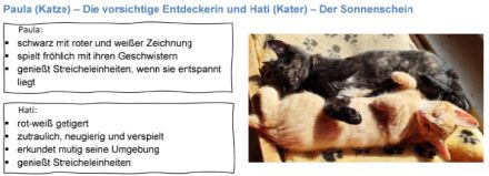 5 Samtpfoten suchen ein „Für-immer-Zuhause“