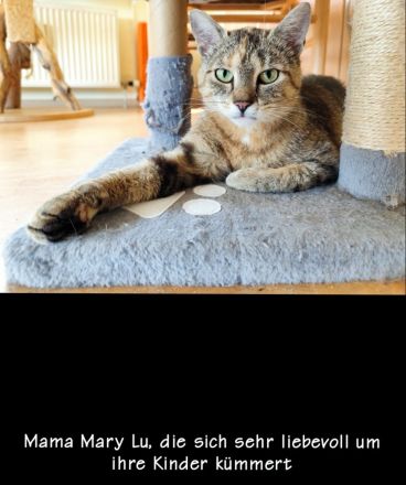 5 Samtpfoten suchen ein „Für-immer-Zuhause“