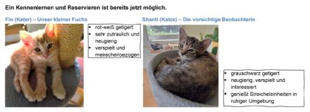 5 Samtpfoten suchen ein „Für-immer-Zuhause“