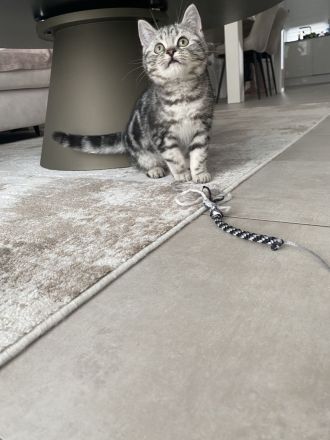 BKH Kitten bereit zum abholen