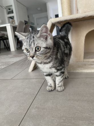 BKH Kitten bereit zum abholen