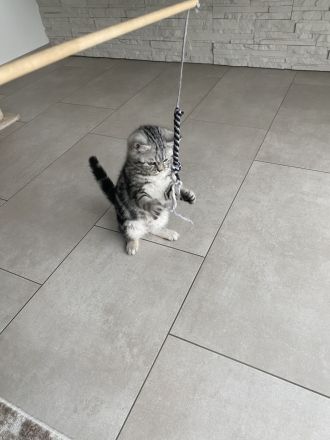 BKH Kitten bereit zum abholen