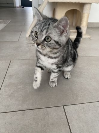BKH Kitten bereit zum abholen