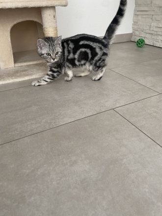 BKH Kitten bereit zum abholen