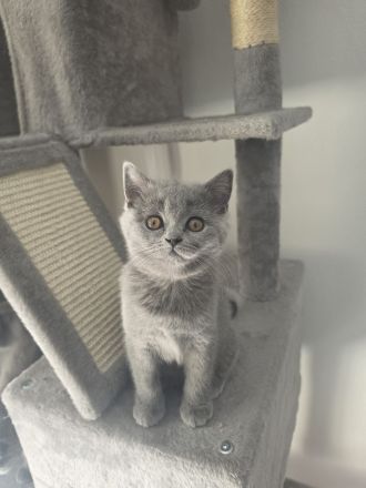 Britisch Kurzhaar Kitten suchen ein liebevolles Zuhause
